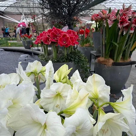 Il Mulino House A Daire Lisse