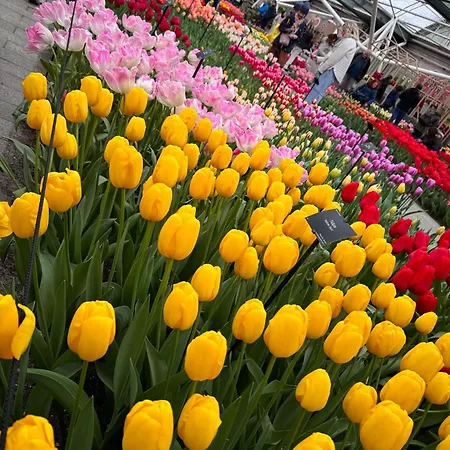 Il Mulino House A Daire Lisse